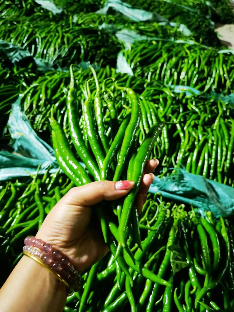 云南线椒二荆条大量上市，视频看货，对接商超市场电商社区团