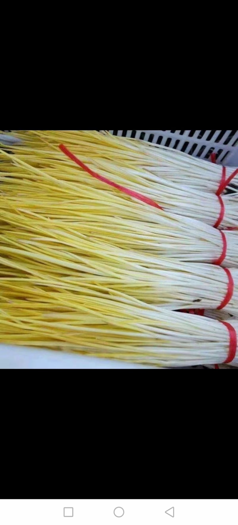 头茬蒜黄，产地货源干度好，新鲜现割，看货议价，诚信代收，