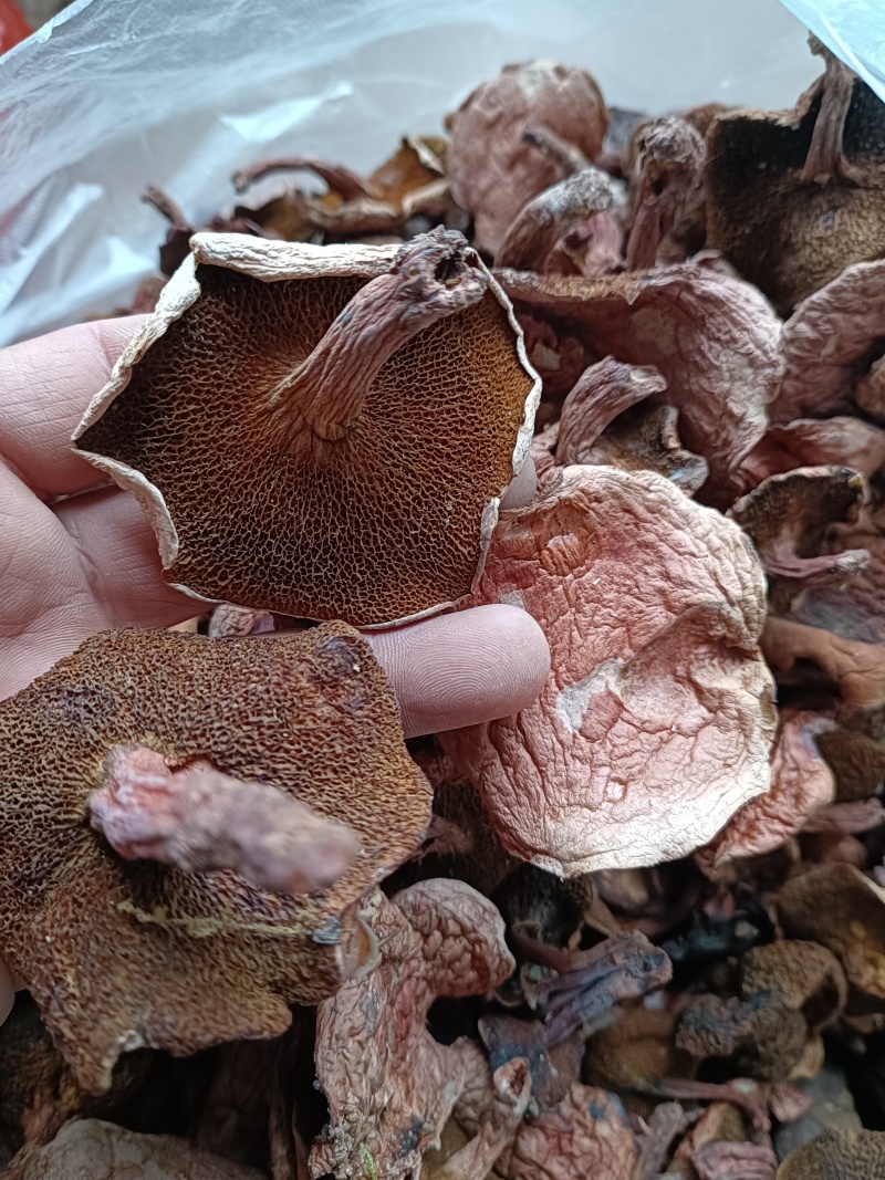 红乳牛肝菌