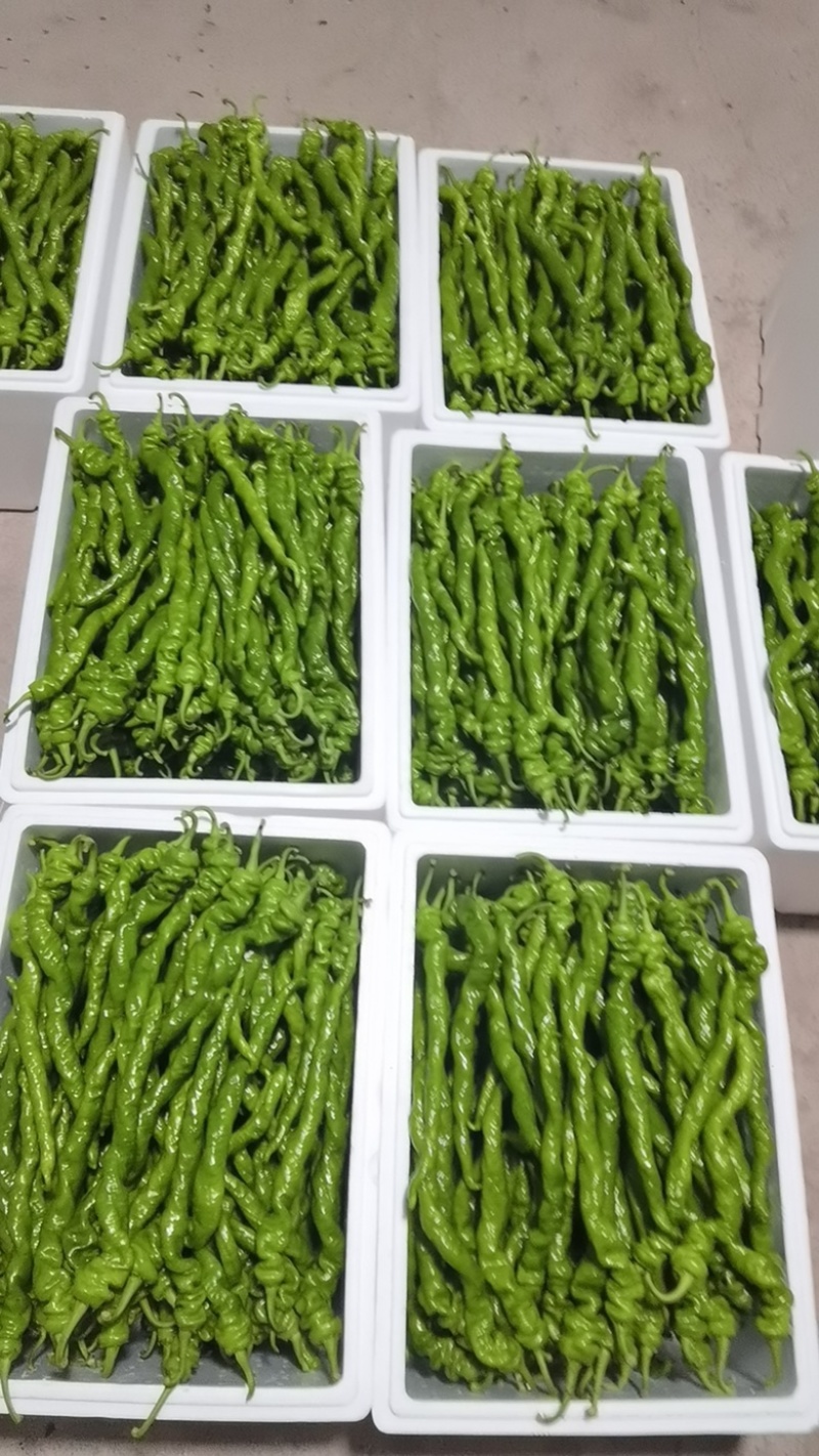 螺丝椒