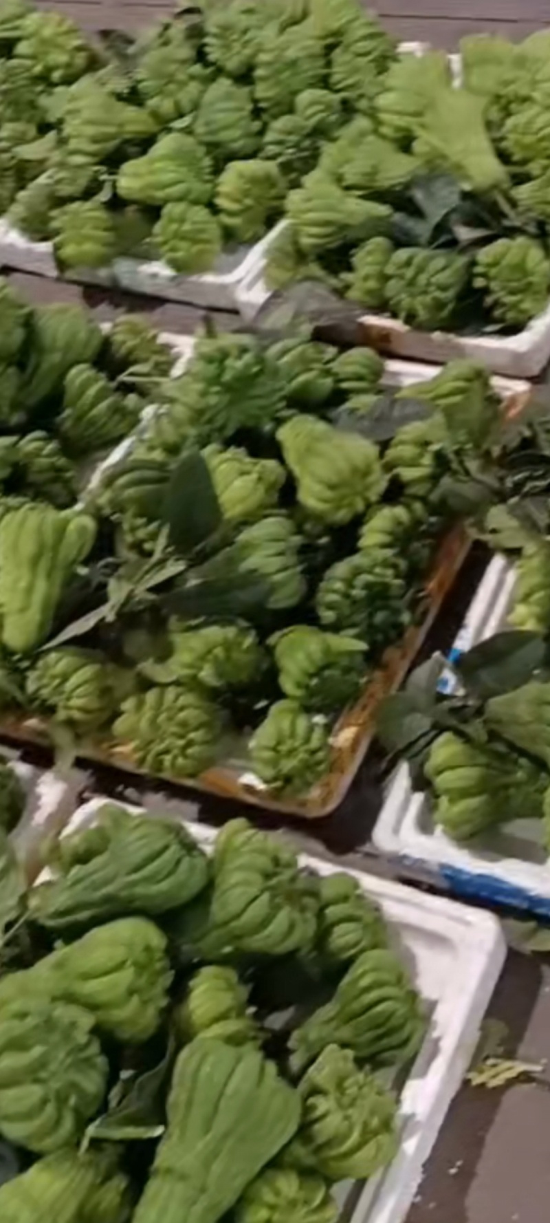 佛手鲜果.奶茶佛手.观赏果，基地直发，货源充足