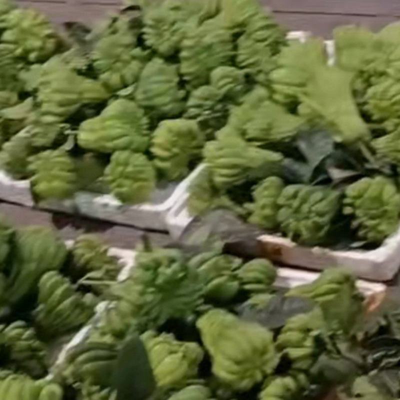 佛手鲜果.奶茶佛手.观赏果，基地直发，货源充足