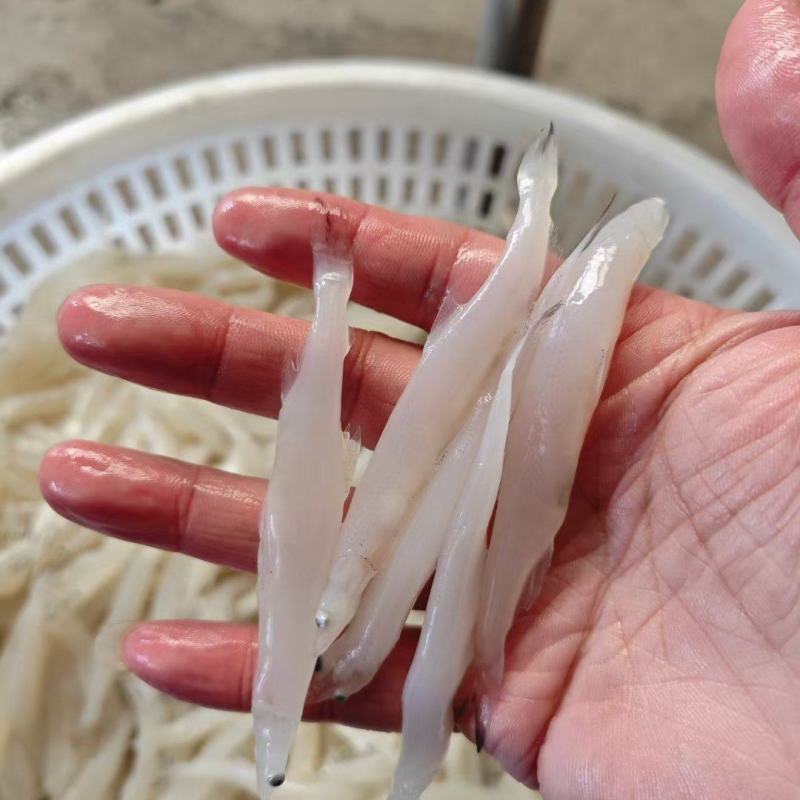 面条鱼，银鱼，淡水银鱼，面条鱼，鸭绿江面条鱼，银鱼