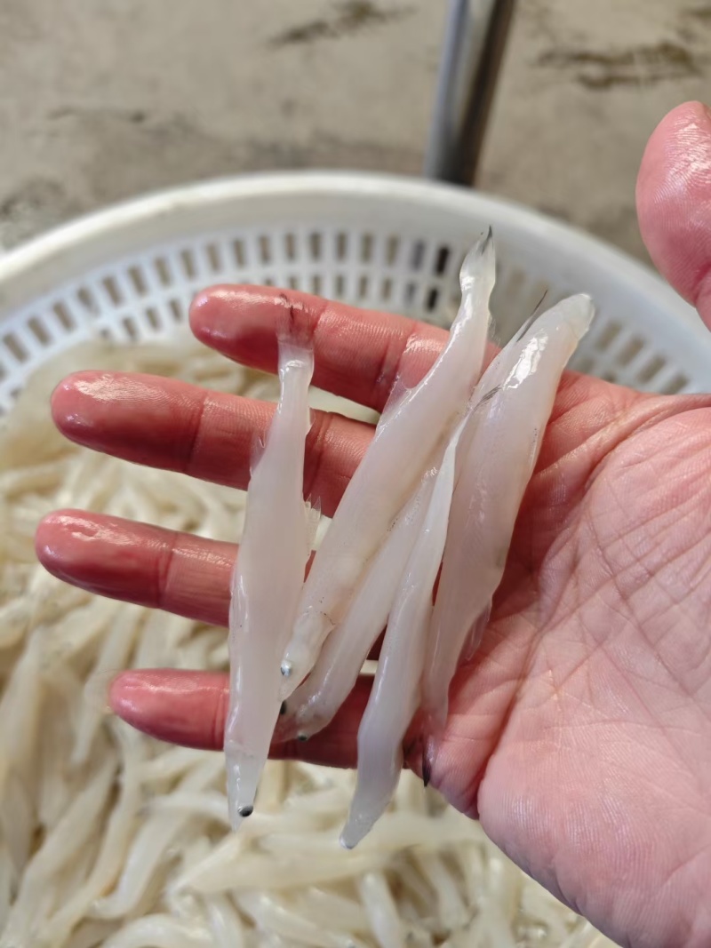 面条鱼，银鱼，淡水银鱼，面条鱼，鸭绿江面条鱼，银鱼