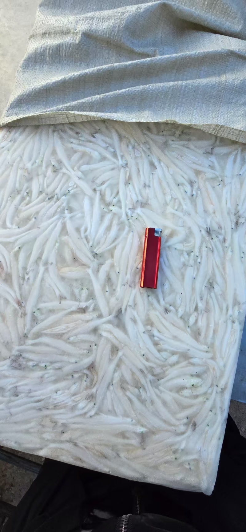 面条鱼，银鱼，淡水银鱼，面条鱼，鸭绿江面条鱼，银鱼
