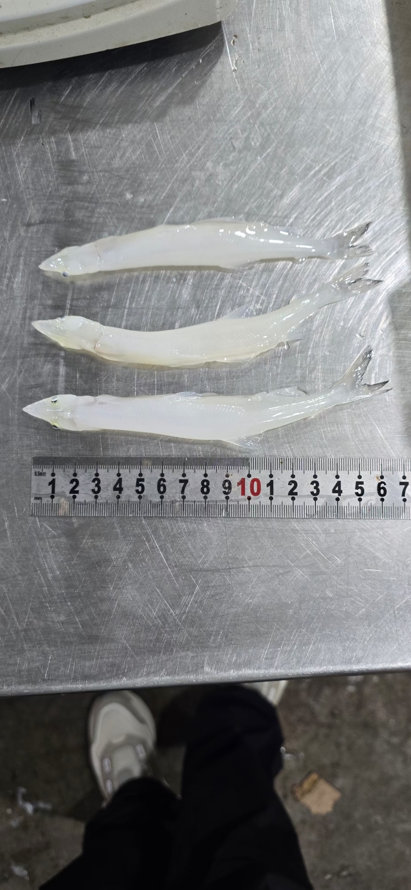 面条鱼，银鱼，淡水银鱼，面条鱼，鸭绿江面条鱼，银鱼