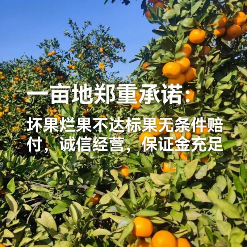 湖北普早蜜橘国庆蜜橘新津蜜橘【认准一亩地质量有保障】