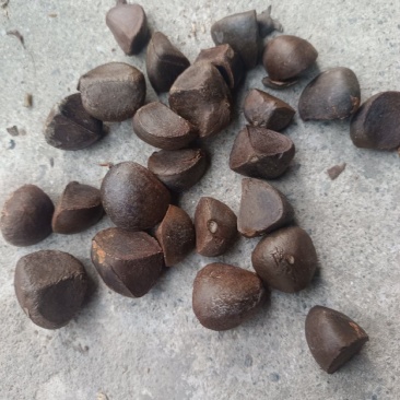 红花油茶种子