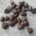 红花油茶种子
