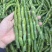 珍虫石斛鲜条，云南基地批发，胶质浓郁，粘牙