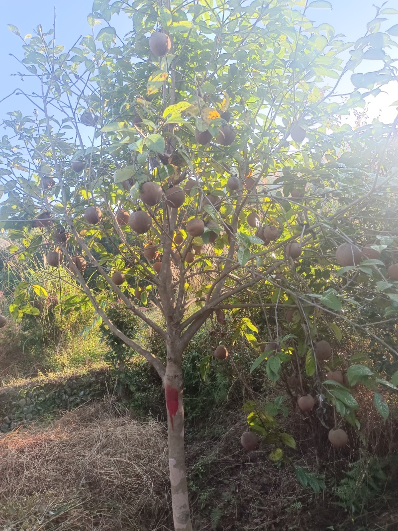 红花油茶种子