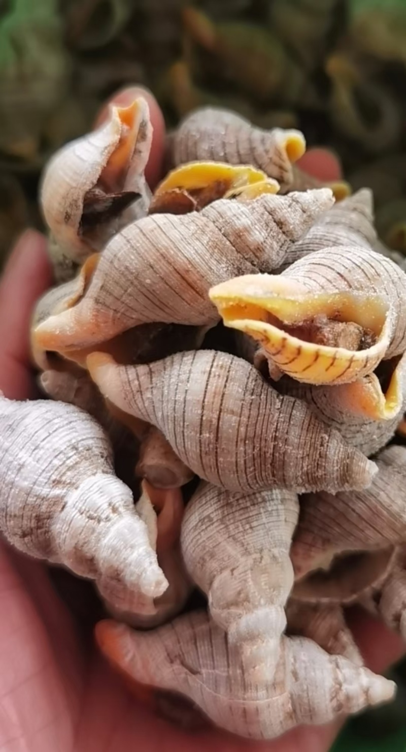 鲍螺肉，鲍鱼螺肉，鲍鱼螺，老婆脚，