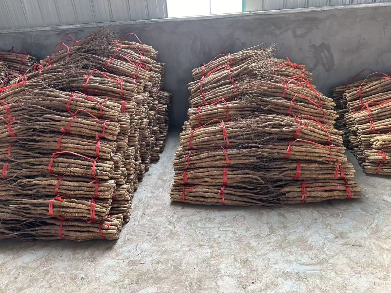 河南焦作温县垆土地铁棍山药软糯香甜滋补养生