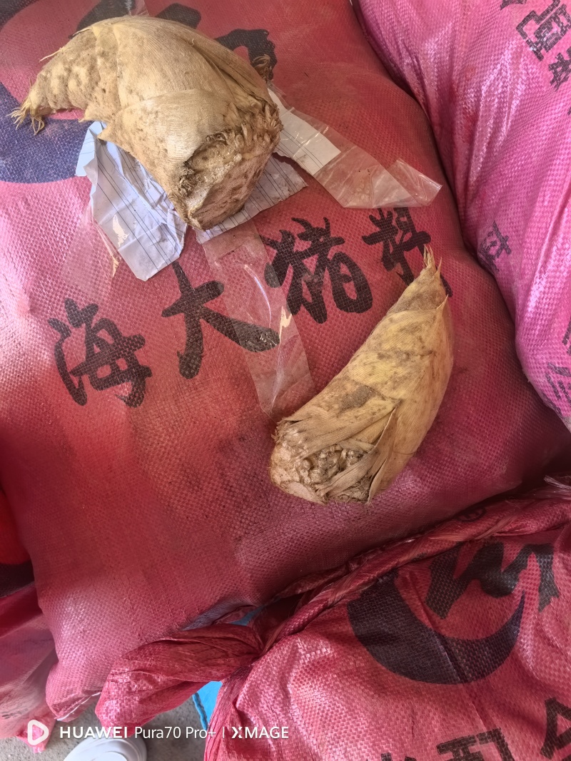 桂林冬笋上市