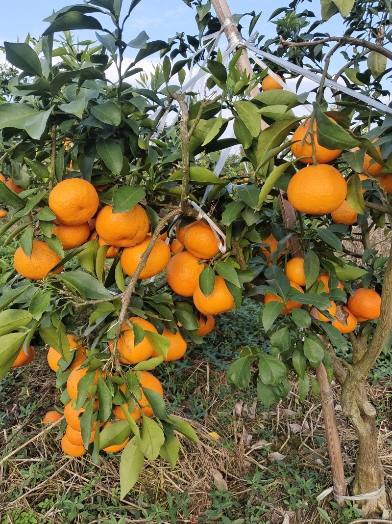 【推荐】爱媛果冻橙产地供应量大从优诚信经营支持视频看货