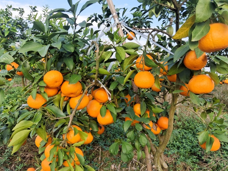 【推荐】爱媛果冻橙产地供应量大从优诚信经营支持视频看货