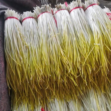 棚头现割，精品蒜黄大量上市