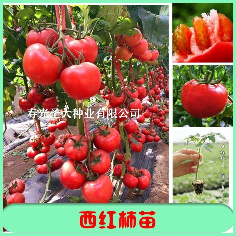 水果番茄苗秧苗水果口感西红柿苗山东蔬菜苗