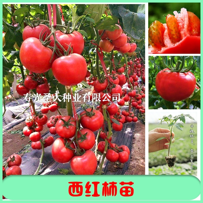 水果番茄苗秧苗水果口感西红柿苗山东蔬菜苗