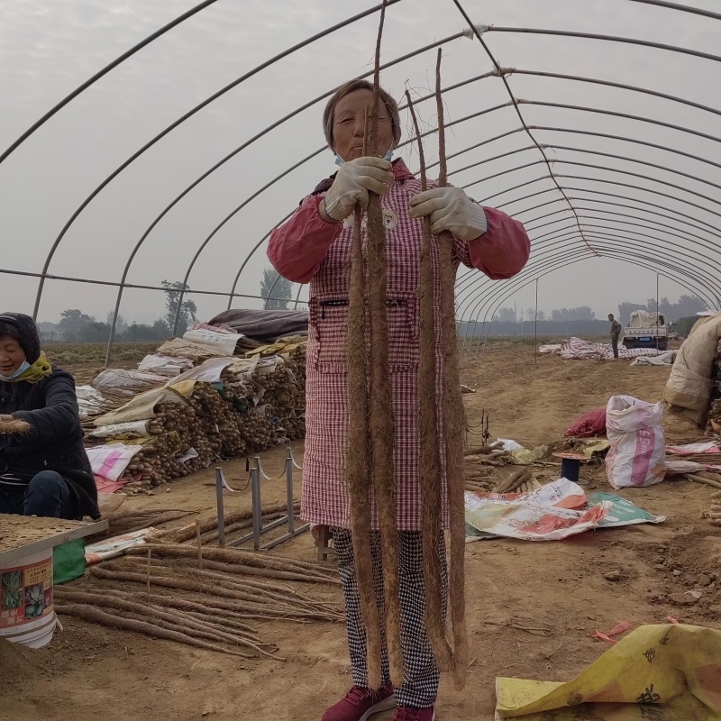 温县铁棍山药大量有货，产地一手货源货源对接全国市场电商