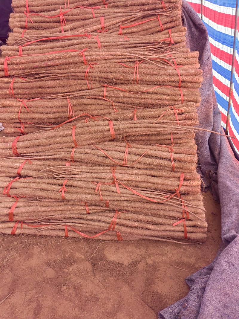 温县铁棍山药大量有货，产地一手货源货源对接全国市场电商