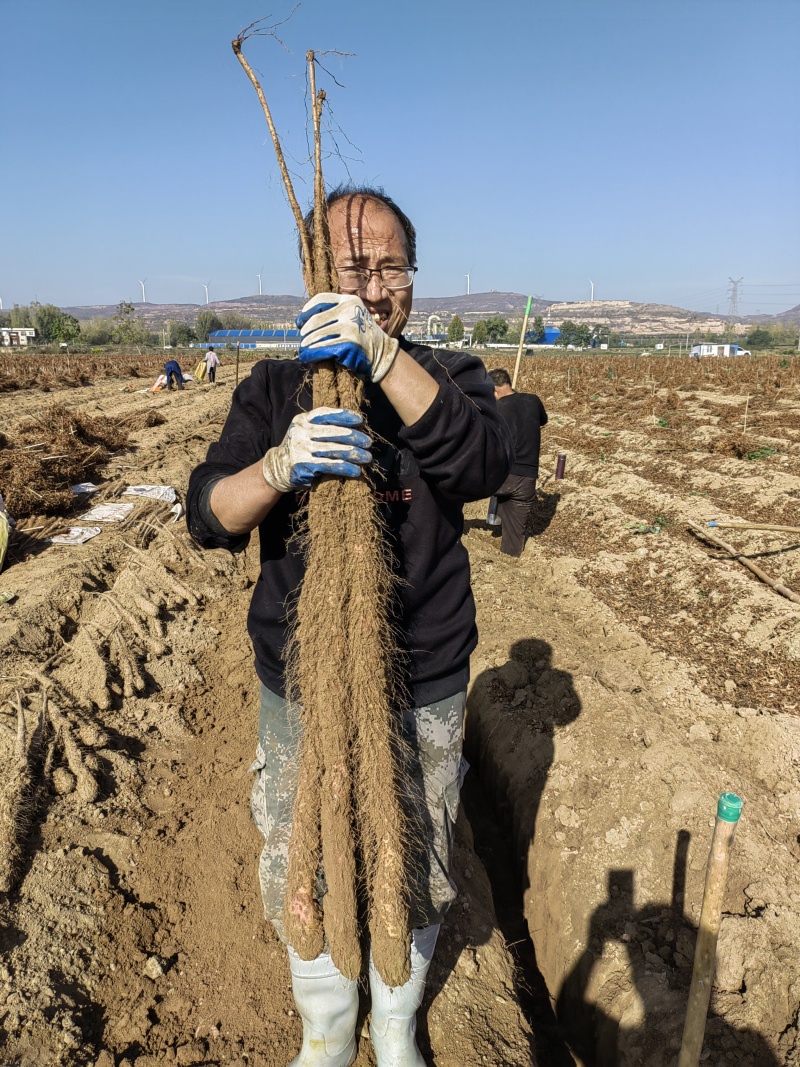 温县铁棍山药大量有货，产地一手货源货源对接全国市场电商