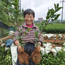 长林系列两年生小中杯30一80公分，