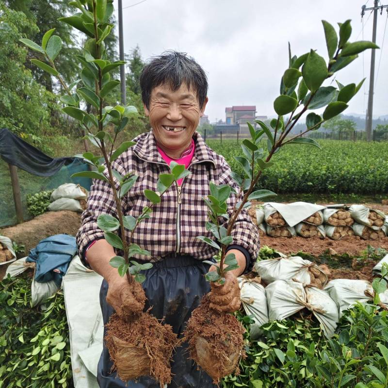 长林系列两年生小中杯30一80公分，