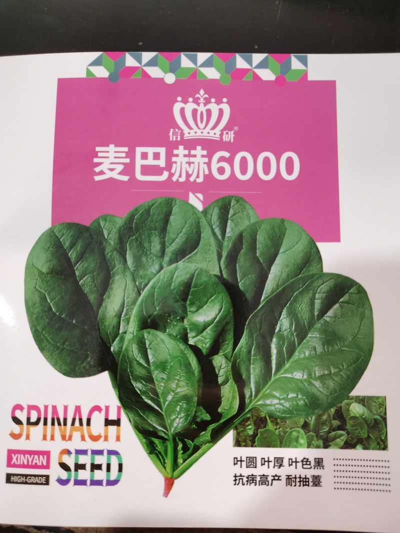 麦巴赫6000菠菜种子深绿光亮抗寒耐抽苔