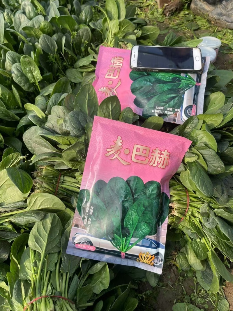 麦巴赫6000菠菜种子深绿光亮抗寒耐抽苔