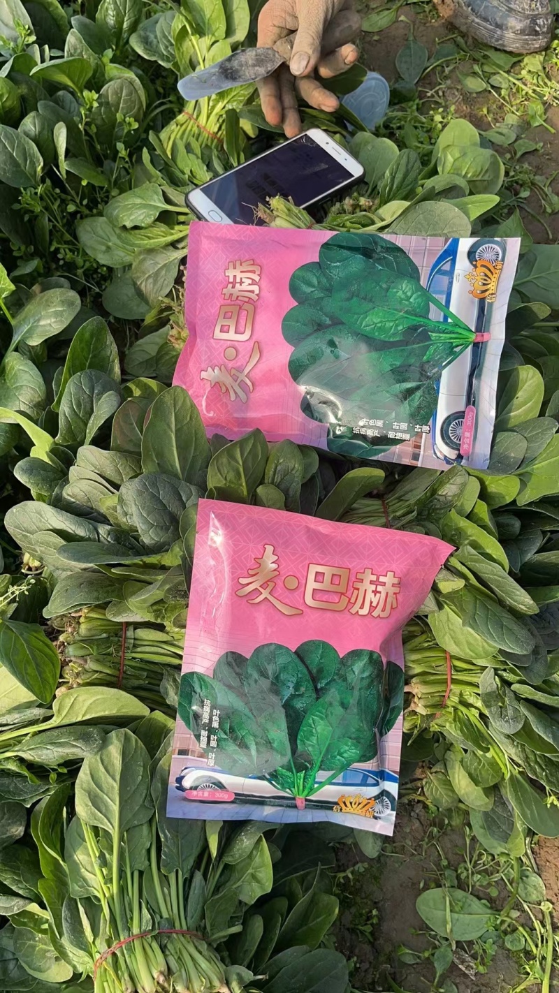 麦巴赫6000菠菜种子深绿光亮抗寒耐抽苔