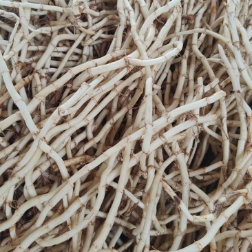 鱼腥草，3.6一斤