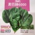 麦巴赫6000菠菜种子深绿光亮抗寒耐抽苔