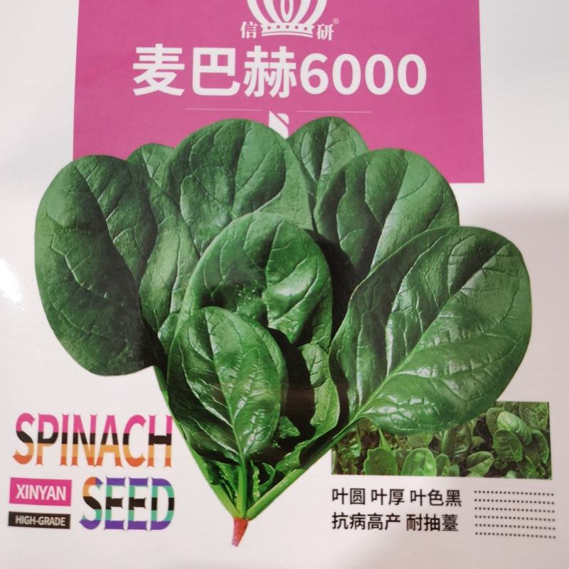 麦巴赫6000菠菜种子深绿光亮抗寒耐抽苔