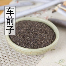 中药材车前子正品车前子车钱子车前草籽车前实500克包邮