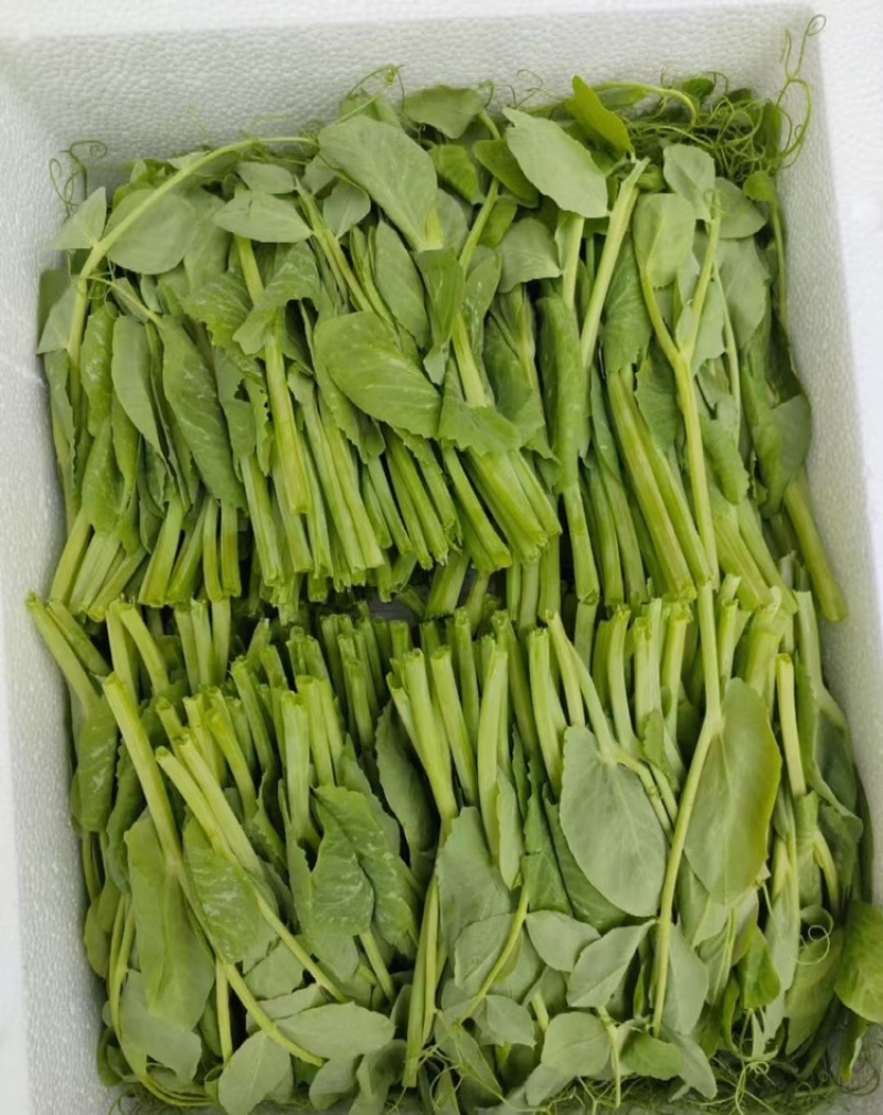 精选四川荣县豌豆苗豌豆尖口感好产地直发价格实惠运输便利