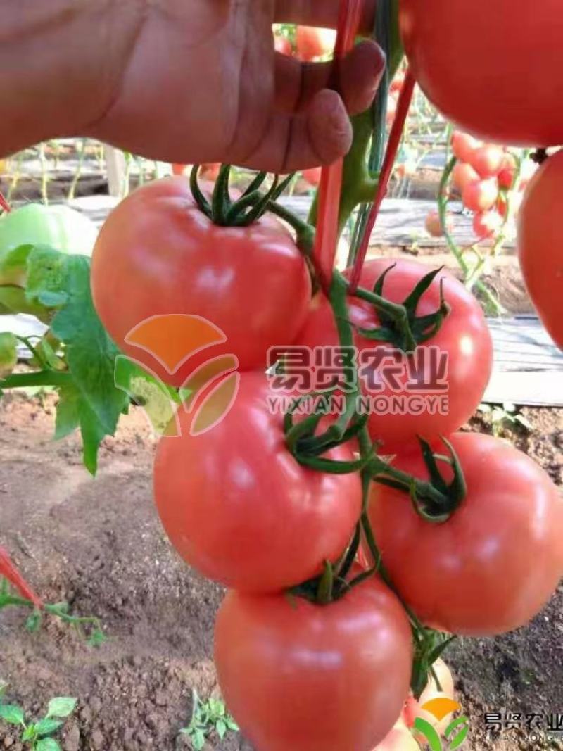 硬粉西红柿苗粉果番茄苗耐低温抗性好高产好管理