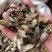 辛夷花/毛桃/精选好货/批发兼零售，量大可商议，全国包邮