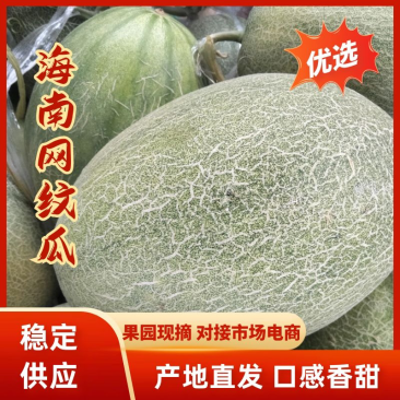 海南网纹瓜，西周蜜哈密瓜，含糖量高脆爽甘甜，基地直发全国