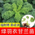 羽衣甘蓝苗寿光苗场直发全国包邮
