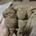 纯野生牛大力