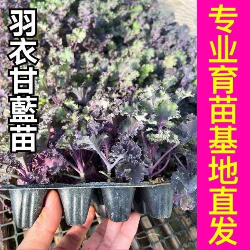 羽衣甘蓝苗寿光苗场直发全国包邮