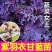羽衣甘蓝苗寿光苗场直发全国包邮