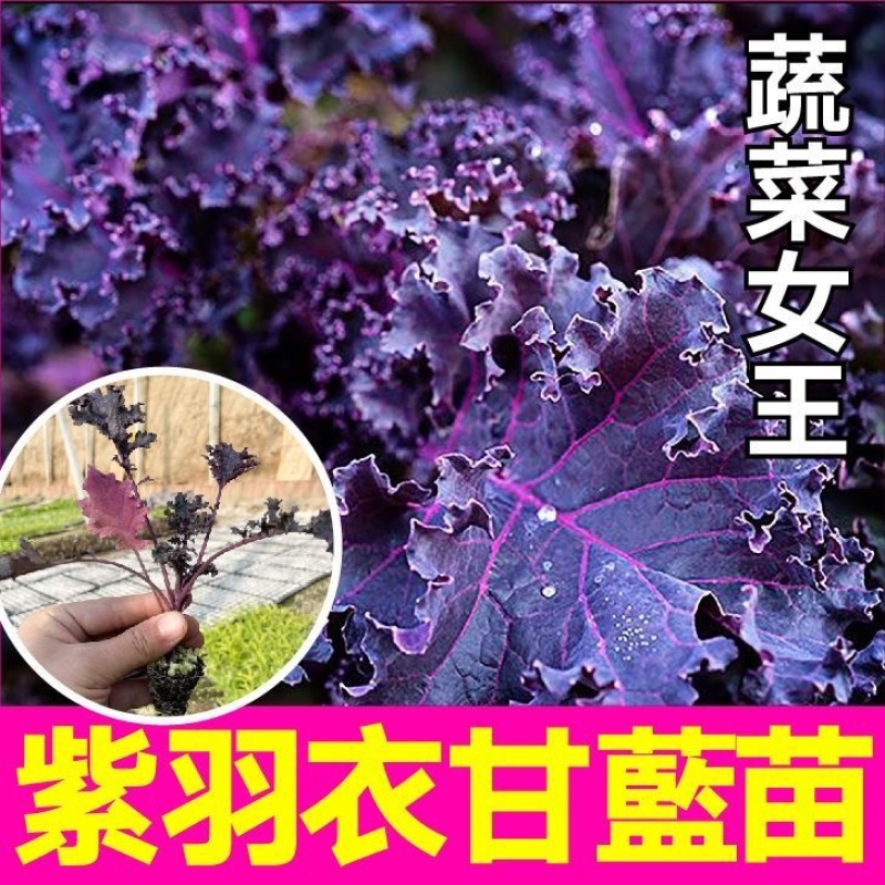 羽衣甘蓝苗寿光苗场直发全国包邮