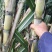 【推荐】四川白玉甘蔗/攀枝花白玉甘蔗/青皮甘蔗/坏了包赔
