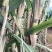 【推荐】四川白玉甘蔗/攀枝花白玉甘蔗/青皮甘蔗/坏了包赔