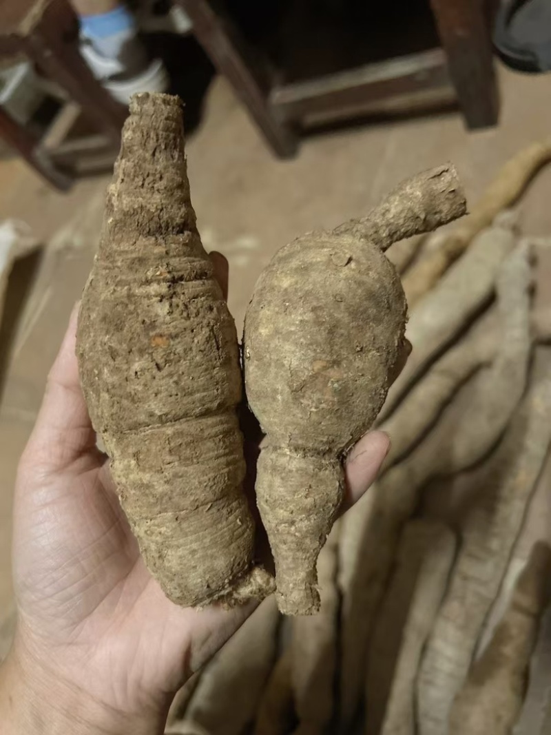 纯野生牛大力