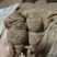纯野生牛大力