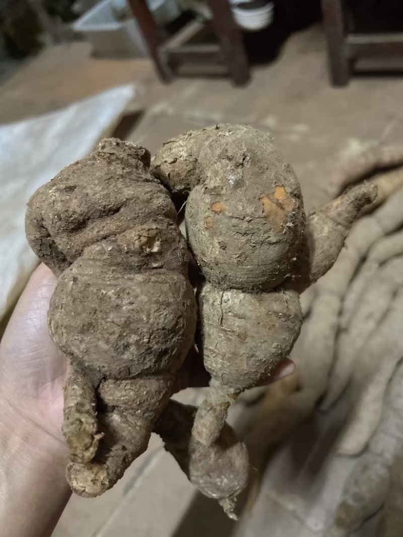 纯野生牛大力