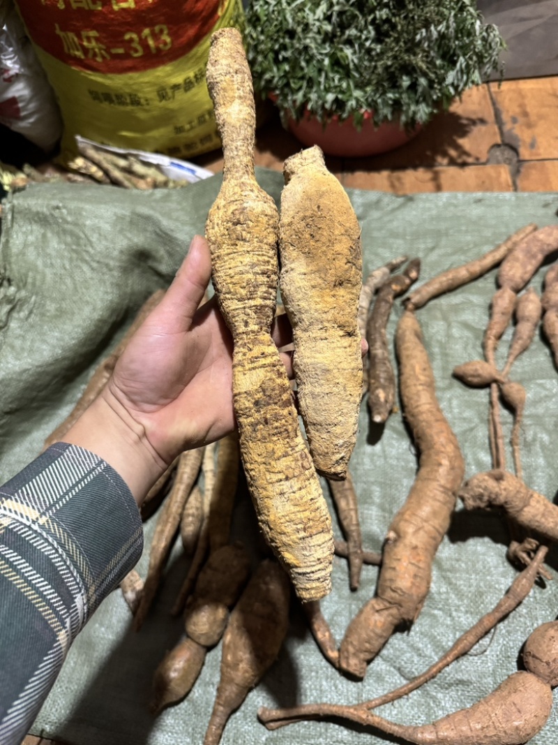 纯野生牛大力